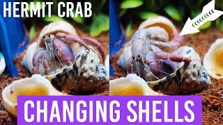 Hermit Crab Changing Shells  On Camera  Loris Hartland [upl. by Mcconaghy]