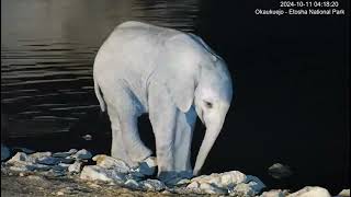 YouTube Okaukuejo Resort Wildlife Waterhole Live camera stream nwrnamibia [upl. by Addison551]