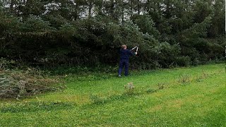 Trimming Pinetree with Fiskars PowerGear X LX98 [upl. by Asilec765]