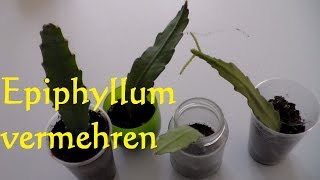 Kaktus Epiphyllum vermehren Ableger Steckling bewurzeln  Blattkaktus vermehren [upl. by Gona]