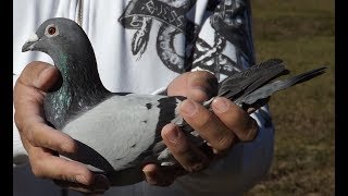 350 Miles GHC Classic Pigeon Race  Full Event [upl. by Elwira934]