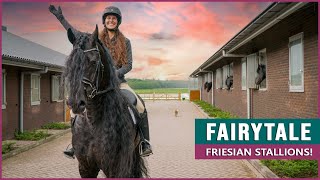 Riding and Driving Fairytale Friesian Horses [upl. by Nestor928]