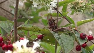 A Big European Hornet is Attacking and Killing a Bee [upl. by Len369]