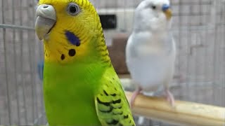 Periquito cantandoPara animar Budgie sounds parakeet Wellensittich singen Muhabbet sesi bebek [upl. by Greenlee693]