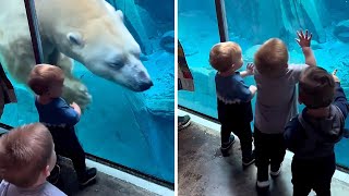 Kids delighted by upclose polar bear experience at STL Zoo shorts [upl. by Nagram]