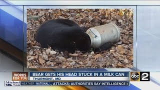 Bear gets head stuck in milk can in Frederick Co [upl. by Monk595]