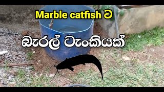 Marble catfish tank setup Sinhala [upl. by Pavier]