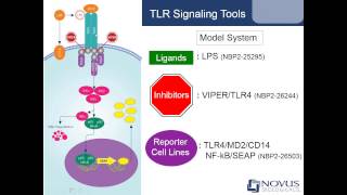 Activating and Inhibiting Toll like Receptor Signaling Pathways [upl. by Aisatsanna408]