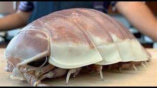 THE GIANT ISOPOD [upl. by Cyprio196]