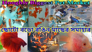 রঙিন মাছের হাট শ্রীরামপুর  Aquarium Fish Price  Serampore Fish Pet Market  Aquarium Fish [upl. by Amian]