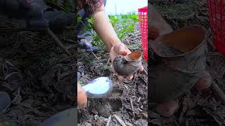 Food is here snails snail fishing fish cooking food shorts [upl. by Kalli]