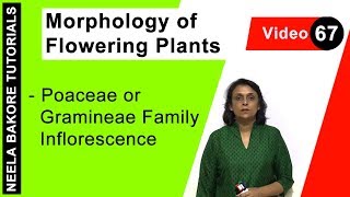 Morphology of Flowering Plants  NEET  Poaceae or Gramineae Family Inflorescence  Neela Bakore [upl. by Anahsar267]