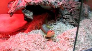 berber or schneider skink eating mealworms [upl. by Tony446]