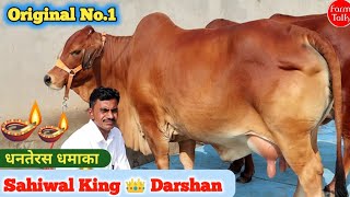 King Sahiwal 👑 Darshan Rao Balasar Sirsa ✅ Top Quality Pure Breed 75 मांग कर 55 में गाय लेने का मौका [upl. by Farny591]