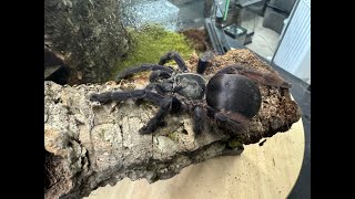 Tapinauchenius violaceus Purple Tree Spider rehouse and care [upl. by Radke]