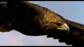 Eagle vs Hare  Predators  BBC Earth [upl. by Mullane]