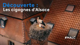 Découverte  le retour précoce des cigognes [upl. by Ainitsirc]