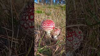 Muchomorek a raczej dwa  Toadstool mushrooms [upl. by Atinaj424]