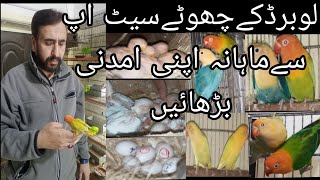 Lovebird breeding setup Visit S G Aviary in Islamabad lovebird mutation setup 2024 Urdu Hindi [upl. by Khan706]