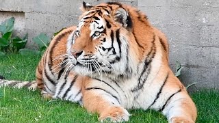 Llegan al Zoo de Madrid dos tigres muy especiales [upl. by Winnifred]