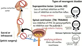 Neurogenic bladder and Micturition reflex [upl. by Ailati]