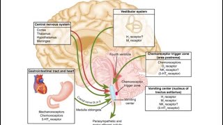 Antiemetic Drugs  Pharmacology [upl. by Ivon]