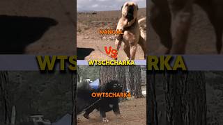 Kangal oder Owtscharka Wer ist stärker 🐕 hund tiere kangal hunde [upl. by Kondon]