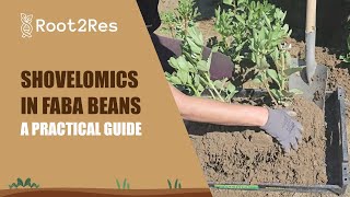 Shovelomics in Faba Beans A Practical Guide [upl. by Barbara-Anne]