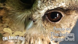 Focus on the Indian Scops Owl  Tiny nocturnal elusive and lets face itadorable and cute [upl. by Beitris]