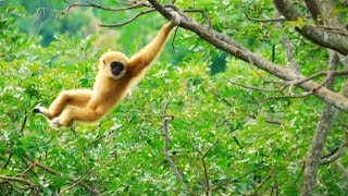 Ce gibbon est un funambule de qualité  ZAPPING SAUVAGE [upl. by Zarah]