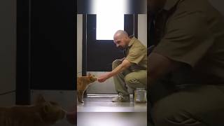 Adopting a cat is an honor in this prison youtubeshorts animals pets cute cat [upl. by Kucik]