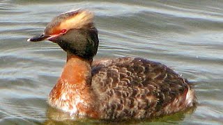 Horned grebe Podiceps auritus display and dance [upl. by Oiluj]