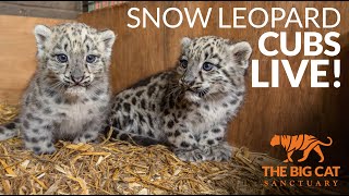 Snow Leopard Cubs LIVE [upl. by Jereld]