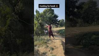 Hunting for hawk 🦅 farming hunting hawk shortsfeed shortsviral ytshorts [upl. by Ahsinrats]