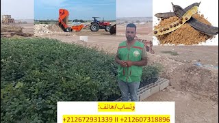 زراعة الخروب مع فريق عمل الفلاح الصغير plantation de caroubiers au maroc doukkala [upl. by Merline]