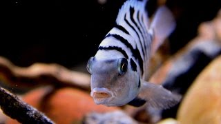 Amatitlania nigrofasciataConvict Cichlid Pair with Fry [upl. by Esom855]