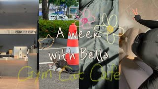 A week with Bella in May 운동  카페  공부  일  Working out Cafe Studying  Working [upl. by Ednalrim]