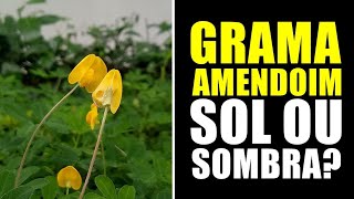 GRAMA AMENDOIM GOSTA DE SOL OU SOMBRA [upl. by Sherline]