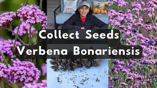 Verbena Bonariensis 🌱 How To Collect Harvest Store Save Seeds Purpletop Vervain [upl. by Ardek905]