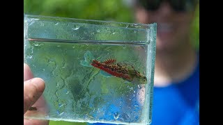 Evaluating the Health of Endangered Darters in Urban Alabama [upl. by Eldrida]