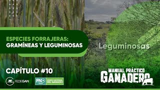 Capítulo 10 ManualPracticoGanadero  Especies Forrajeras gramíneas y leguminosas [upl. by Ragde]