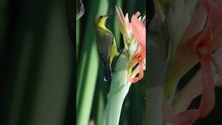 Sunbirds thailand nature shorts bird [upl. by Berty57]