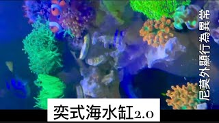 奕式海水缸20尼莫嚇到吃手手 [upl. by Arihs]