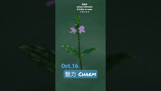 【366花語Oct16】魅力  charm [upl. by Zennas93]