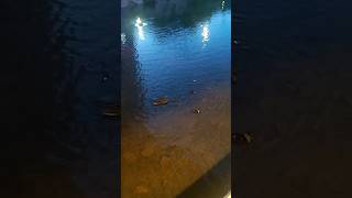 청둥오리 mallard baby bird nature 별빛내린천 seoul korea [upl. by Durante961]