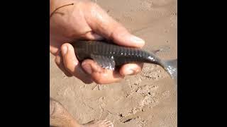 cómo encarnar con CASCARUDO cómo encarnar para surubí  rio bermejo pescando con sombra👍 [upl. by Najib]