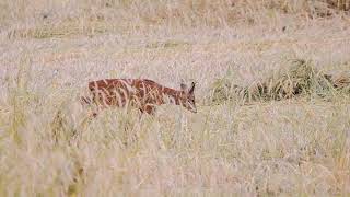 Alarmed Roe buck in corn field [upl. by Eelorac233]