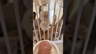 🤤🤤 😻 cat cattitude funnyanimals funnycats cutekitty kitten shortcat [upl. by Aisined]