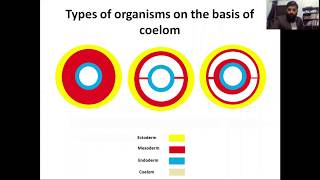 acoelomates pseudocoelomates coelomates schizocoelous and enterocoelous coelom formation [upl. by Ispep891]