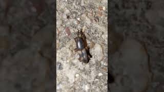 Weevil weevil weevils insect insectworld natureinsects insectvideos insectlovers ytvideo yt [upl. by Attolrac]